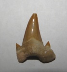 Зуб акулы Otodus obliquus