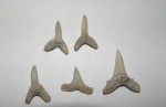 Зубы казахстанских акул