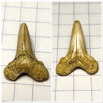 Передний зуб ювенильной особи Cretoxyrhina denticulata