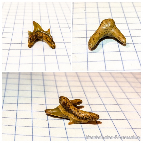 мел, сеноман, Pseudoscapanorhynchus compressidens, Шацк, Малый Пролом, Pseudoscapanorhynchus, shark teeth