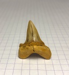 Крупный зуб Cretoxyrhina denticulata