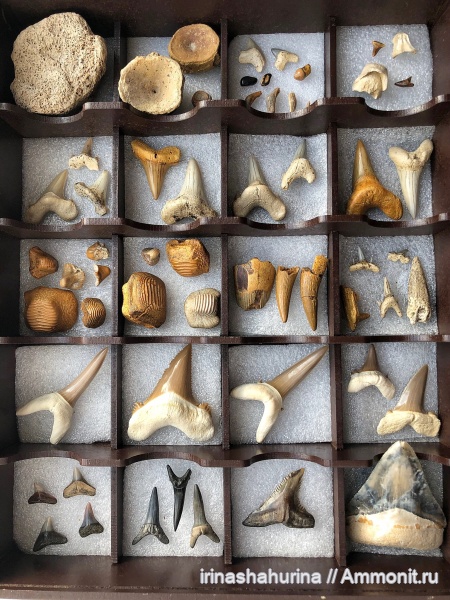 мел, водные рептилии, эоцен, миоцен, сеноман, зубы акул, позвонки, shark teeth
