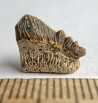Зуб Polyacrodus с корнем