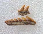 Зуб Gladioserratus или Hexanchus?