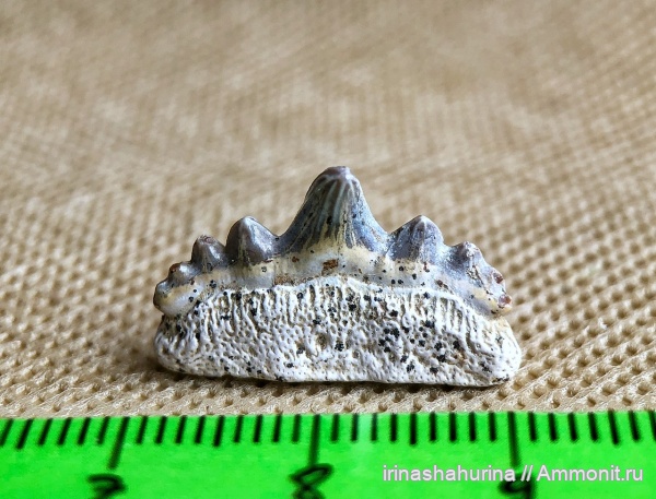 мел, сеноман, Polyacrodus, Polyacrodus illingworthi, Шацк, Малый Пролом, shark teeth