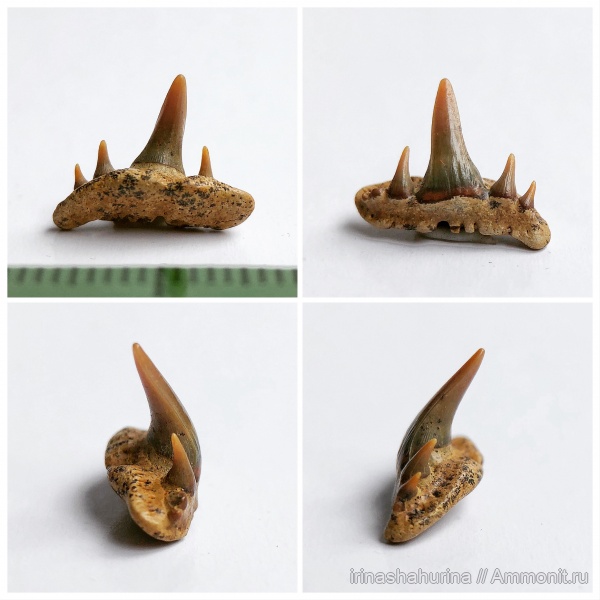 мел, сеноман, Paraorthacodus, Paraorthacodus recurvus, Шацк, Малый Пролом, shark teeth