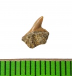 Верхний переднебоковой зуб Gladioserratus