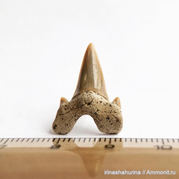 мел, Cretalamna, сеноман, Cretalamna appendiculata, Шацк, Малый Пролом, shark teeth