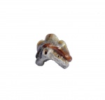 Маленькое счастье - передний зуб Heterodontus