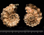 Kosmoceras ornatum