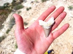 Зуб ископаемой акулы Otodus poseidoni poseidoni