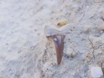 Зуб акулы Striatolamia macrota (lateral), Мангышлак