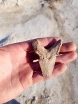Зуб ископаемой акулы Otodus