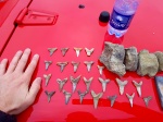 Зубы хаттских акул Мангышлака