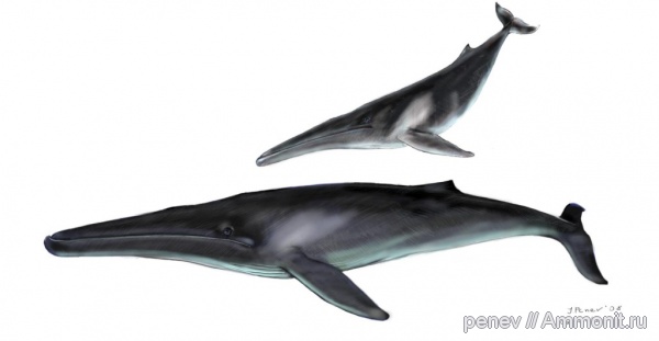 млекопитающие, киты, Cetotherium, Болгария