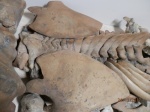плечевая часть скелета цетотерия