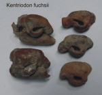 Kentriodon fuchsii