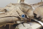 фрагмент всего скелета с глазком