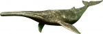 cetotherium reconstruction
