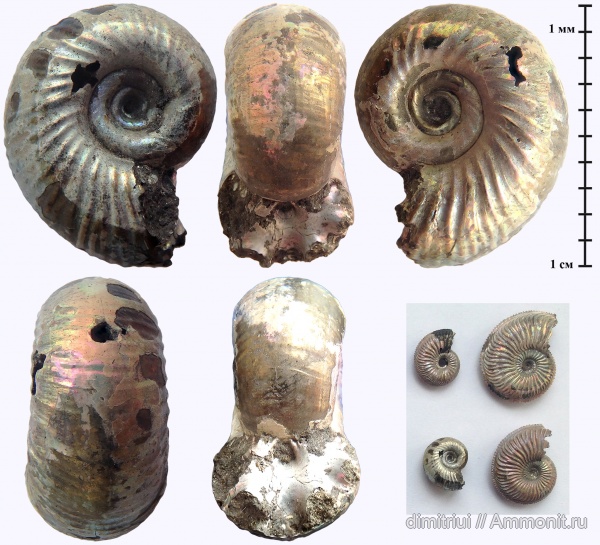 юра, Бронницы, оксфорд, Марково, верхний оксфорд, Perisphinctidae, Ammonites, Oxfordian, Upper Oxfordian