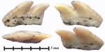 Неожиданный зуб из Шацка - Gladioserratus