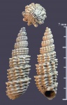 Shurovites shurovensis из Песков