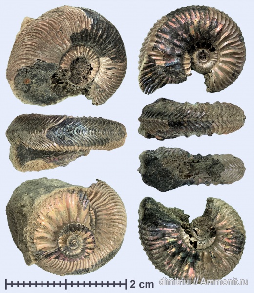 аммониты, юра, Cardioceras, оксфорд, Ammonites, Oxfordian, Тимонино