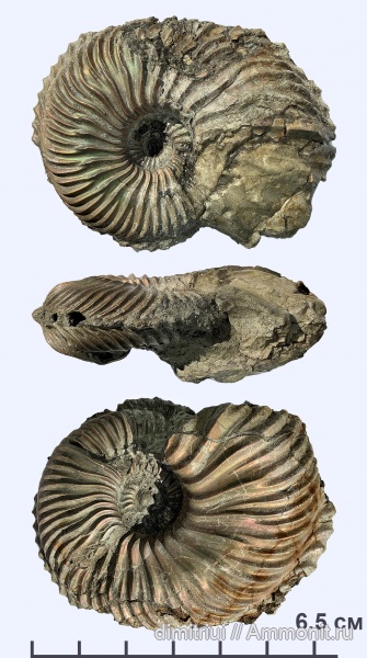 аммониты, юра, Cardioceras, оксфорд, Ammonites, Oxfordian