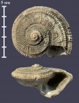 Крошечная Obornella или Bathrotomaria buvignieri из Песков