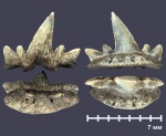 Cladodus из Борщевского