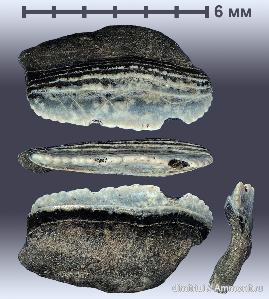 рыбы, нижний карбон, стешевский горизонт, Petalodontiformes, Борщевский карьер, Ctenoptychius