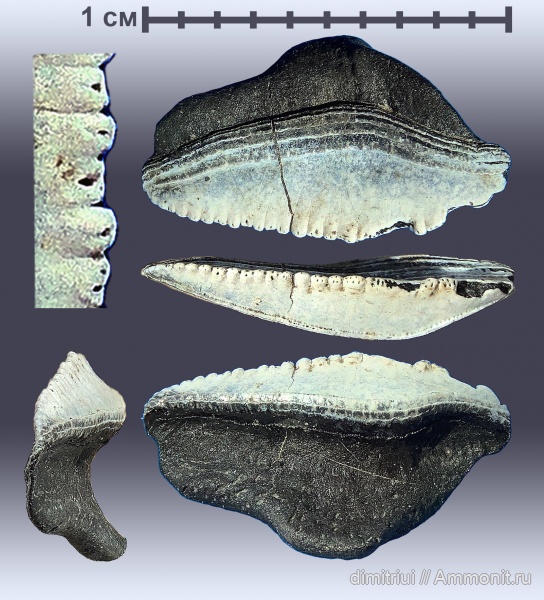 рыбы, нижний карбон, стешевский горизонт, Petalodontiformes, Борщевский карьер, Ctenoptychius