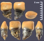 Pycnodontiformes из Шацка