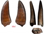 Зуб Кархародонтозавра