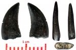 Зуб дромедозаврида ( род Saurornitholestes)