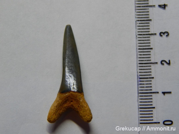 зубы акул, Ростовская область, Striatolamia macrota