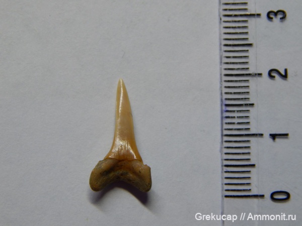 зубы акул, Ростовская область, Carcharias