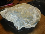 Строматолит из Заборья