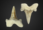 Пятнистый зуб Cretolamna