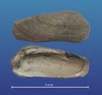 Grammatodon sp. из Песков