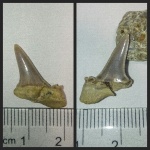 Зуб акулы на определение Cretolamna sp.