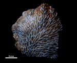 Мшанки (Invertebrata: Bryozoa)