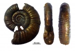 Аммониты (Mollusca: Ammonoidea)