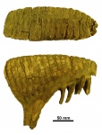 Mammuthus primigenius (Blumenbach, 1799)