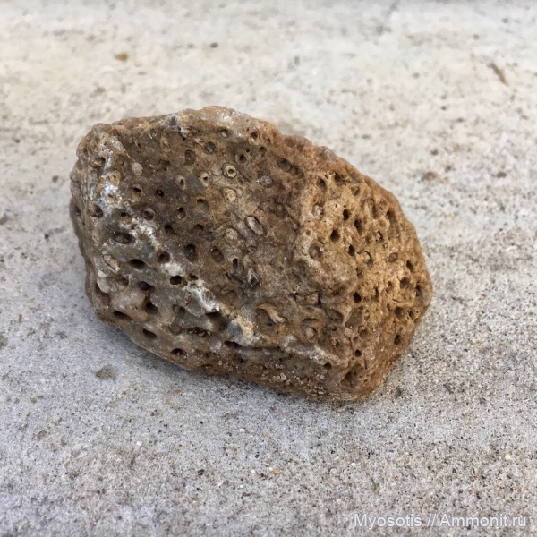 кораллы, Syringopora, р. Каменка