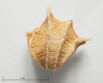Cheirothyris aculeata (?) из Тимонино
