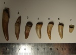 Зубы рыб и рептилий (предположительно Саратовская область)