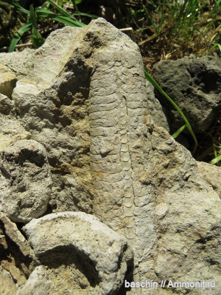 Копорье, Endocerida