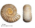 Аммонит Kranaosphinctes sp.