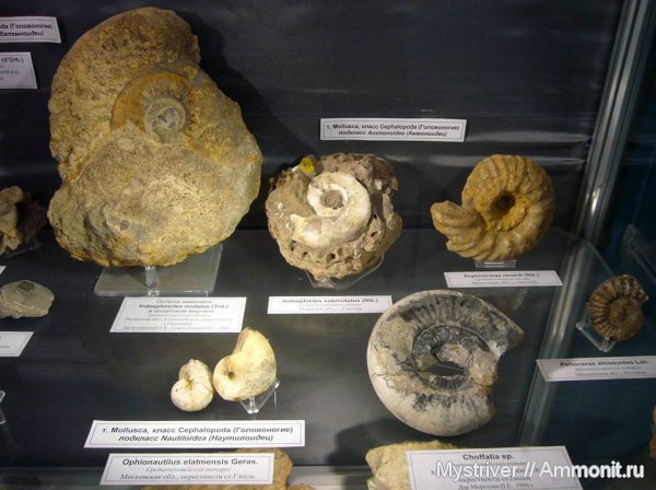 аммониты, Erymnoceras, Indosphinctes, Choffatia, Ammonites, ГГМ РАН